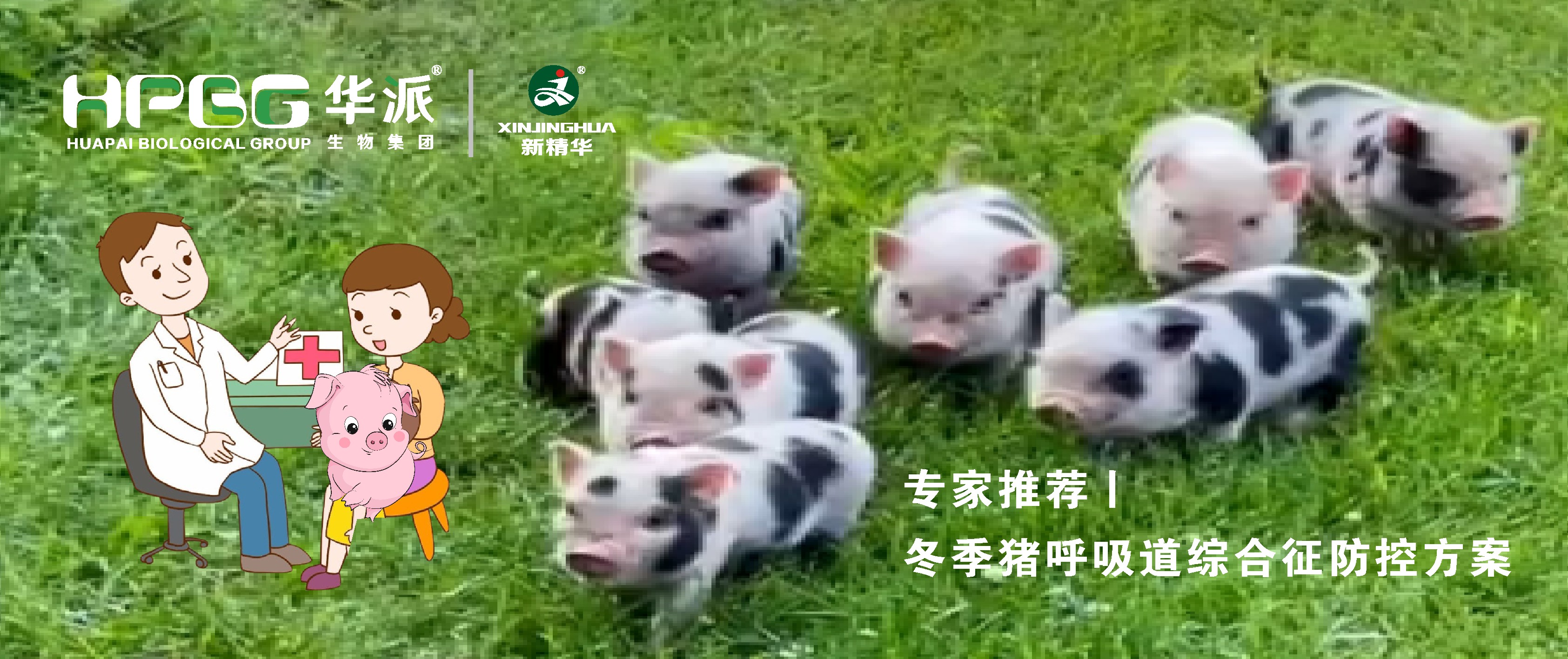 视频丨冬季猪呼吸道综合征防控计划，，，，请收好……